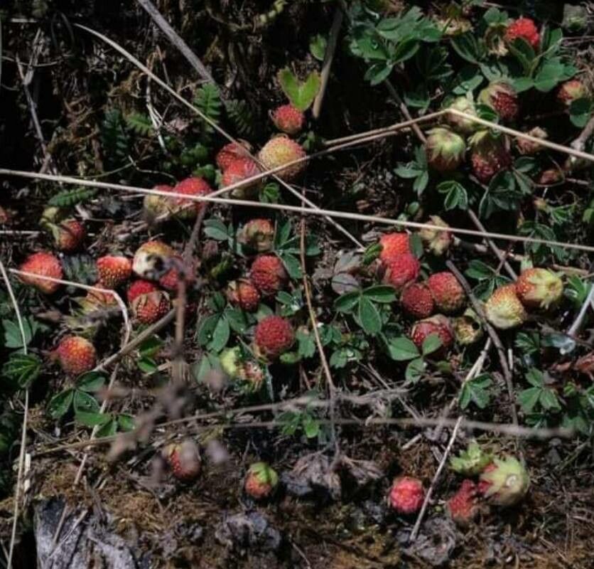 Fragaria chiloensis fruit