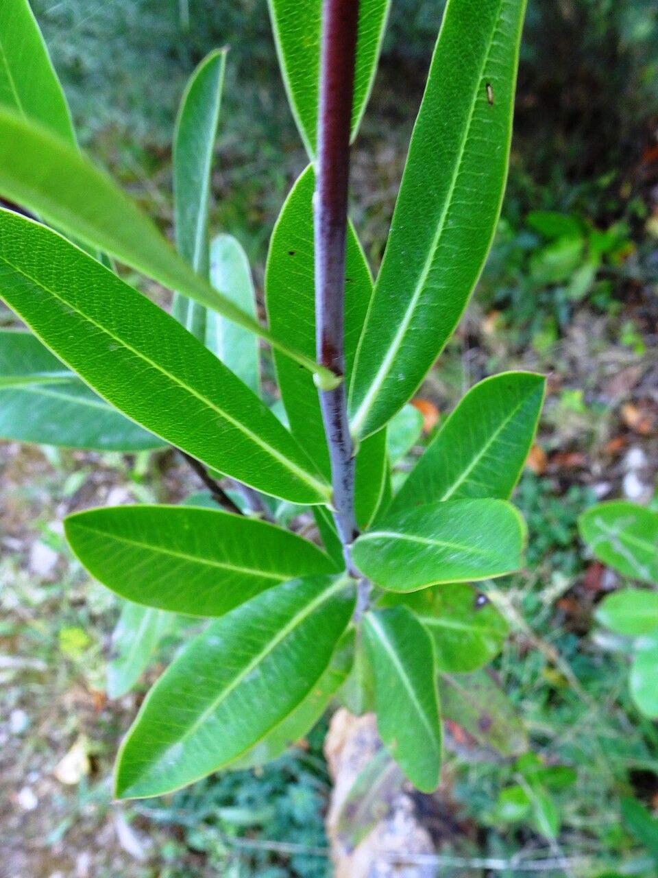 Bupleurum fruticosum leaf