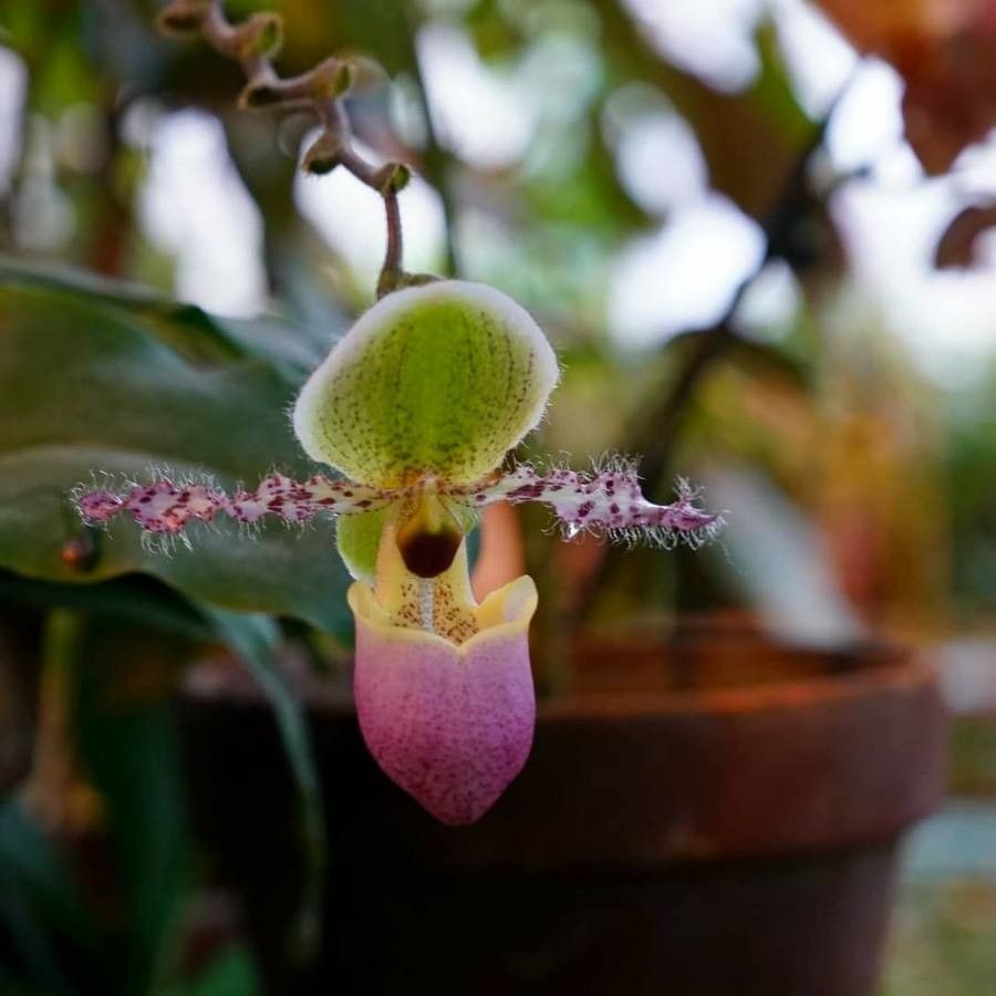 Paphiopedilum hirsutissimum — search result for 'Paphiopedilum'