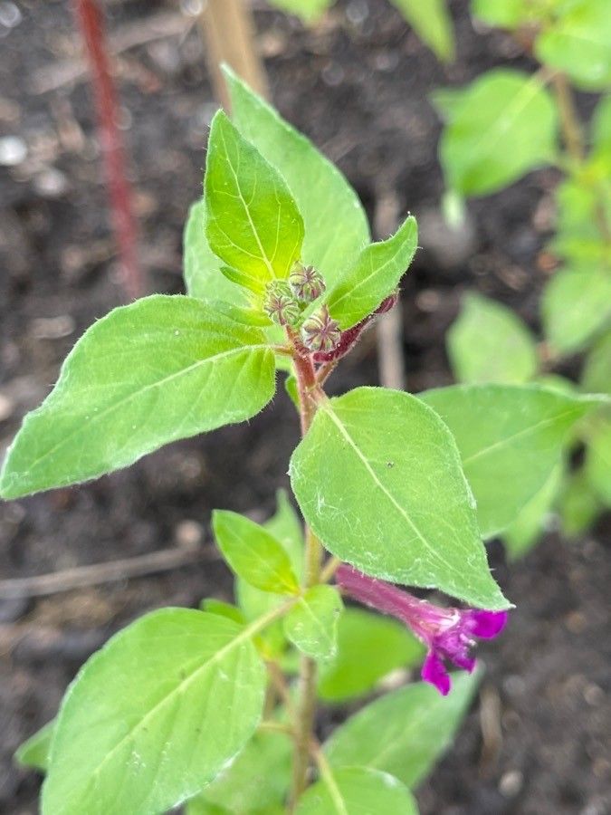 Cuphea aspera — related species from the same genus