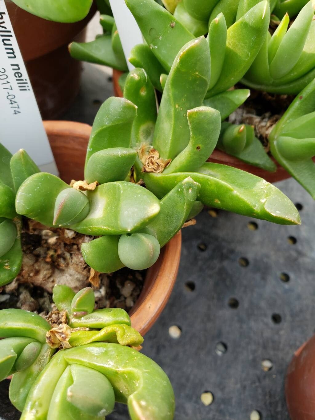 Glottiphyllum neilii — houseplant care guide