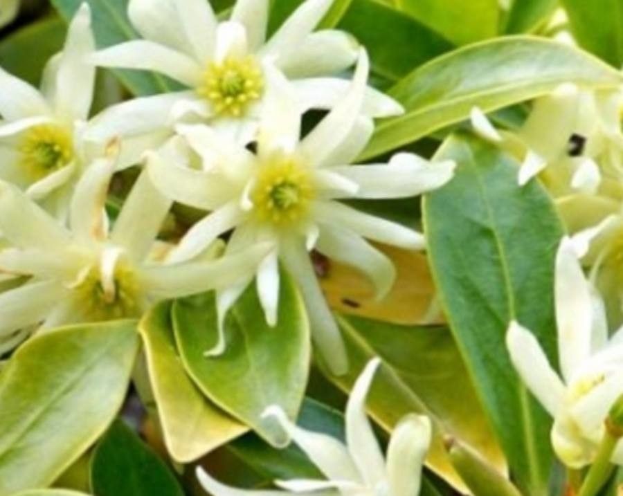 Illicium verum flower