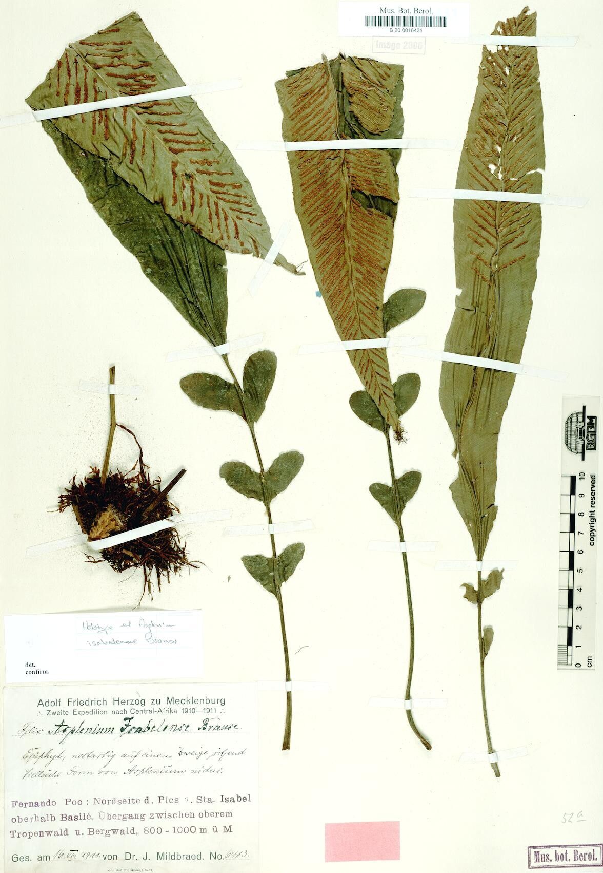 Asplenium isabelense — houseplant care guide