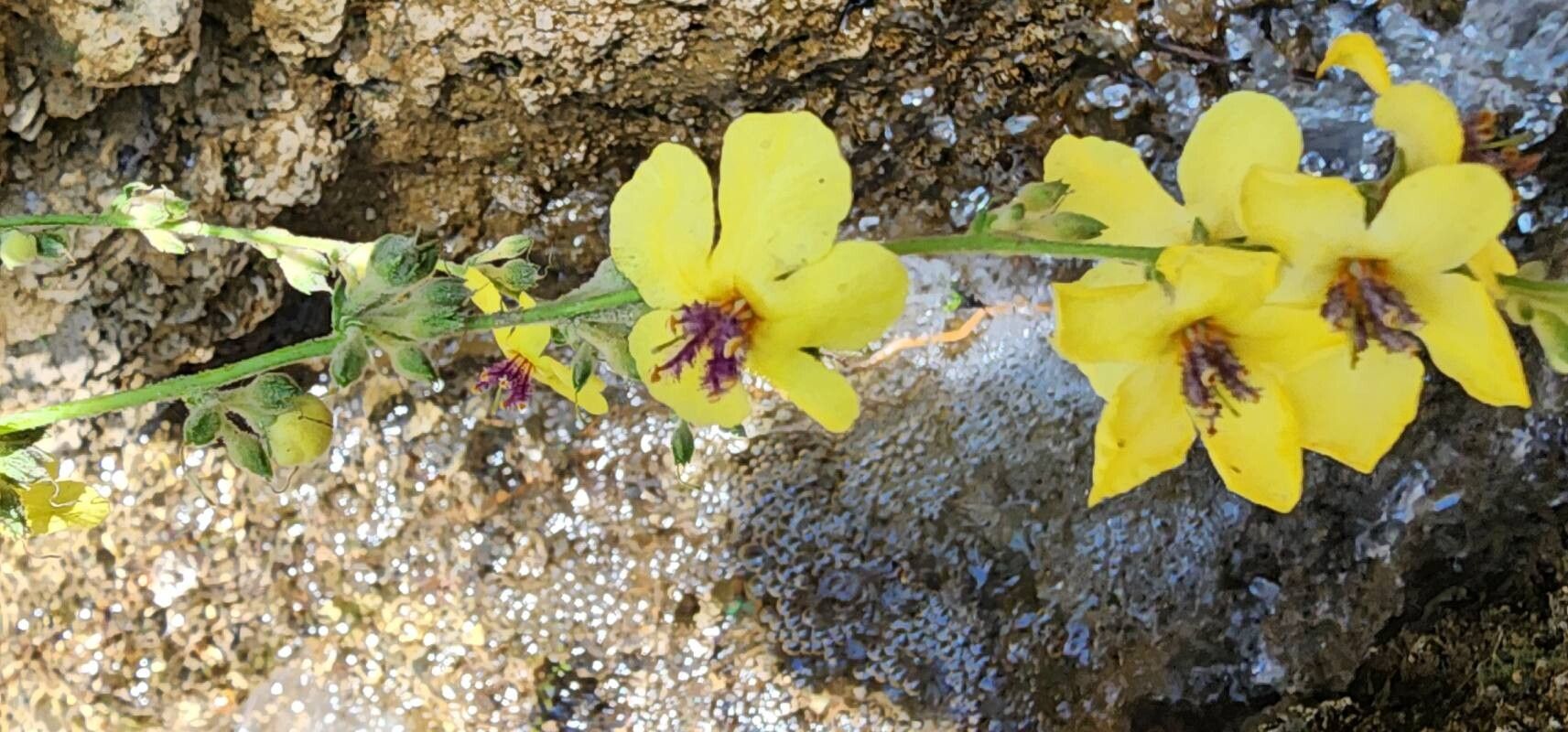 Verbascum cheiranthifolium flower