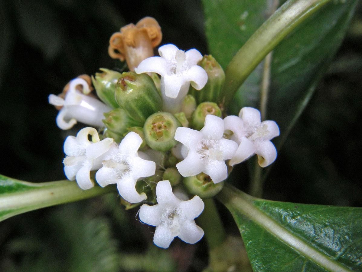 Psychotria cooperi flower