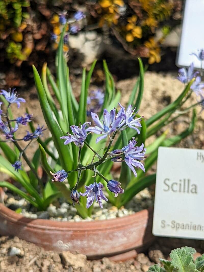Hyacinthoides reverchonii flower