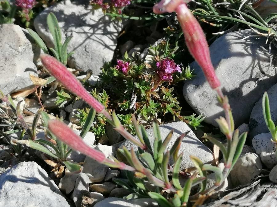 Silene petrarchae habit