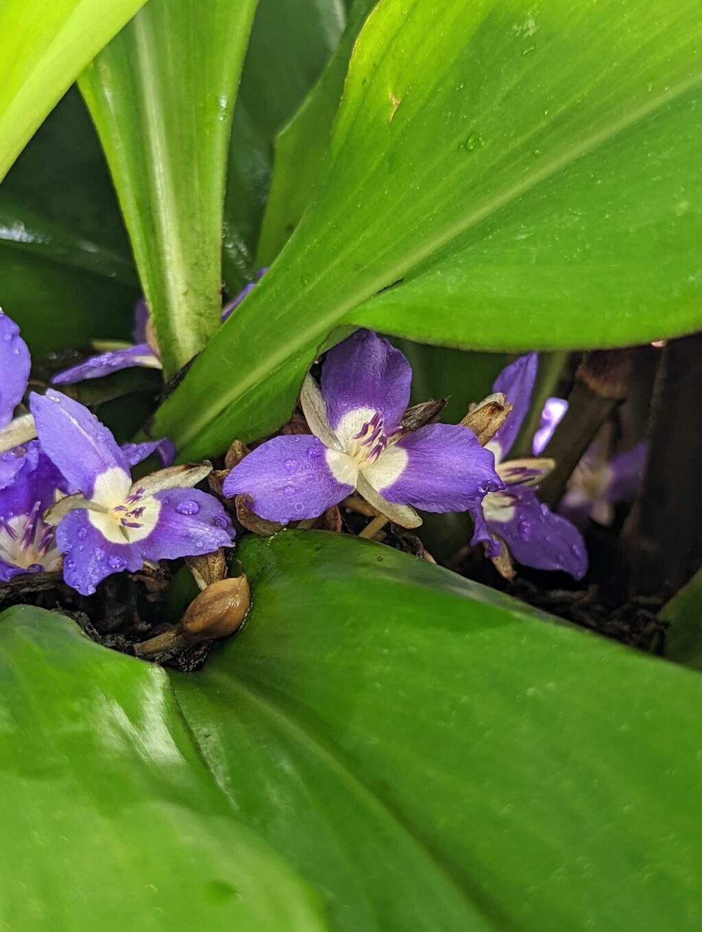 Dichorisandra acaulis flower