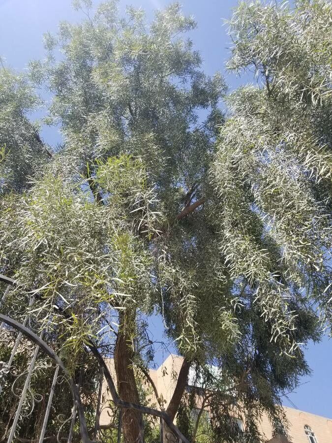 Breonadia salicina habit