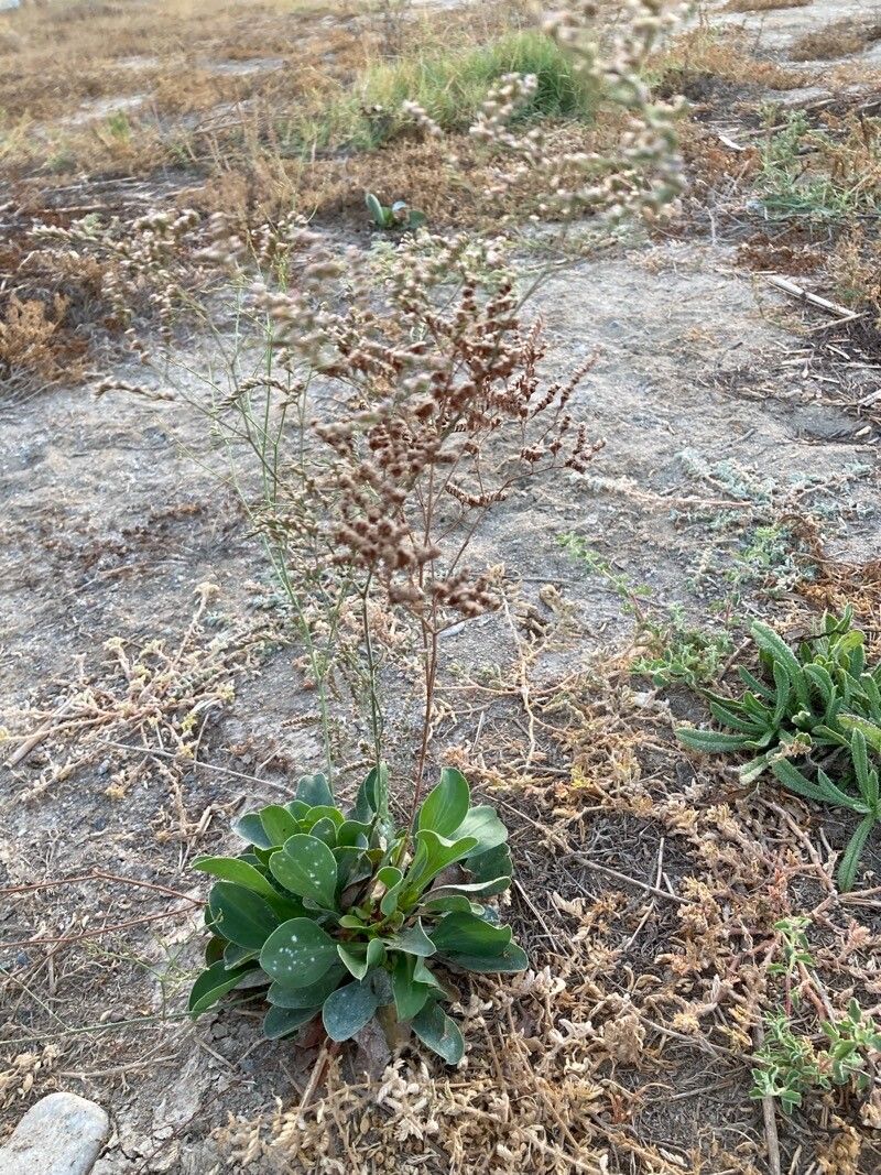 Limonium cossonianum habit