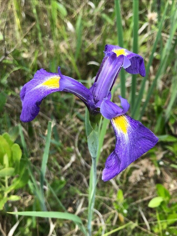 Iris tridentata flower