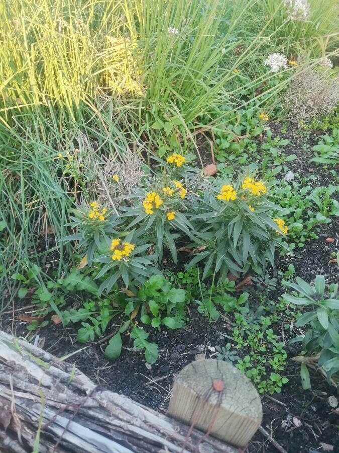 Erysimum asperum habit