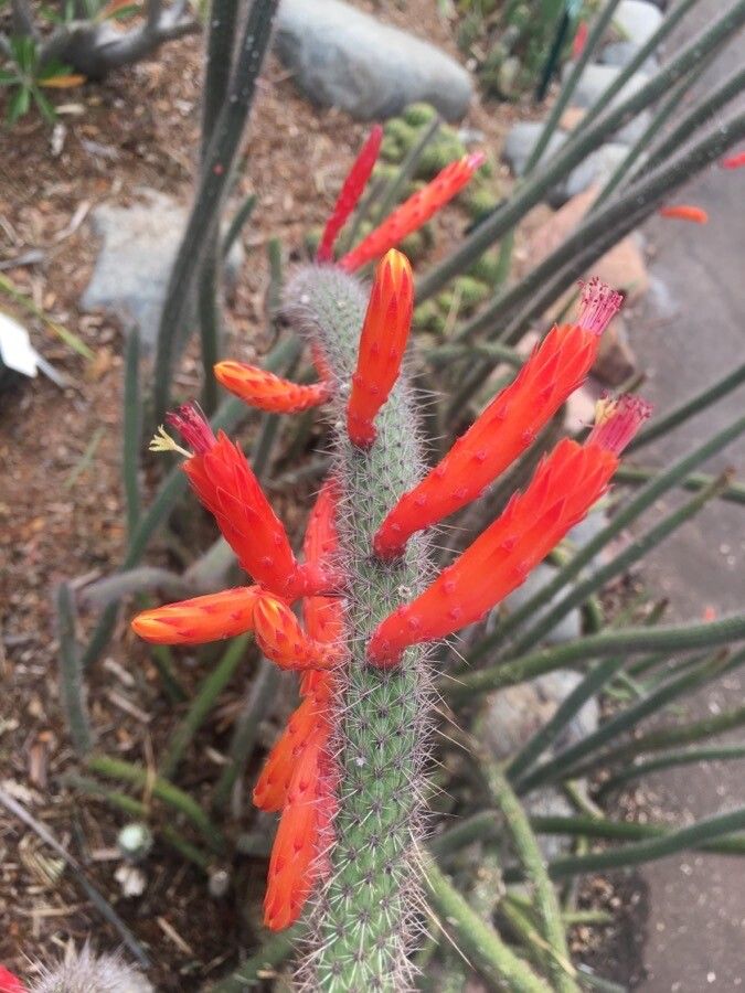 Cleistocactus baumannii flower