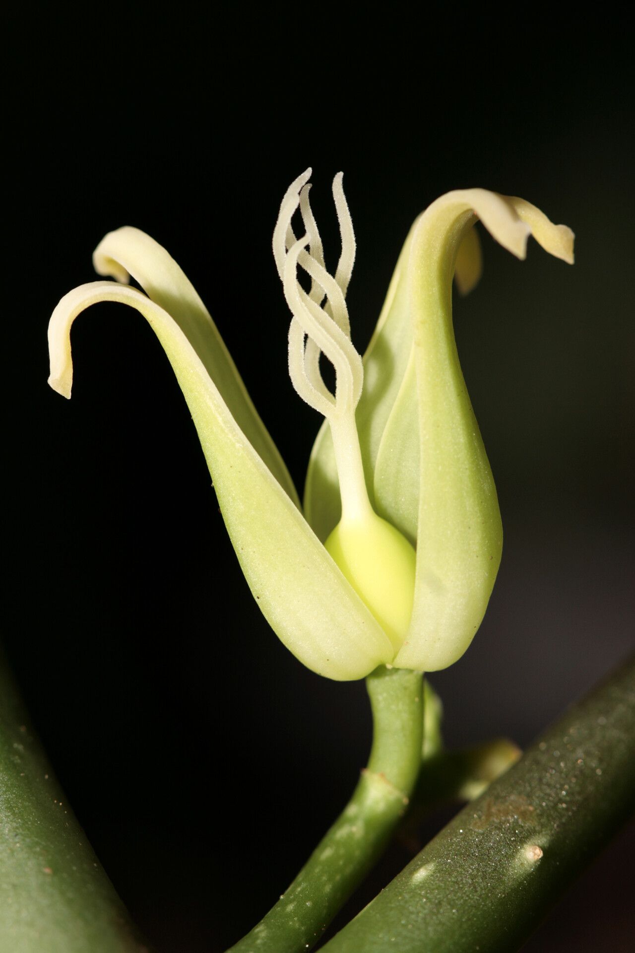 Carica microcarpa flower