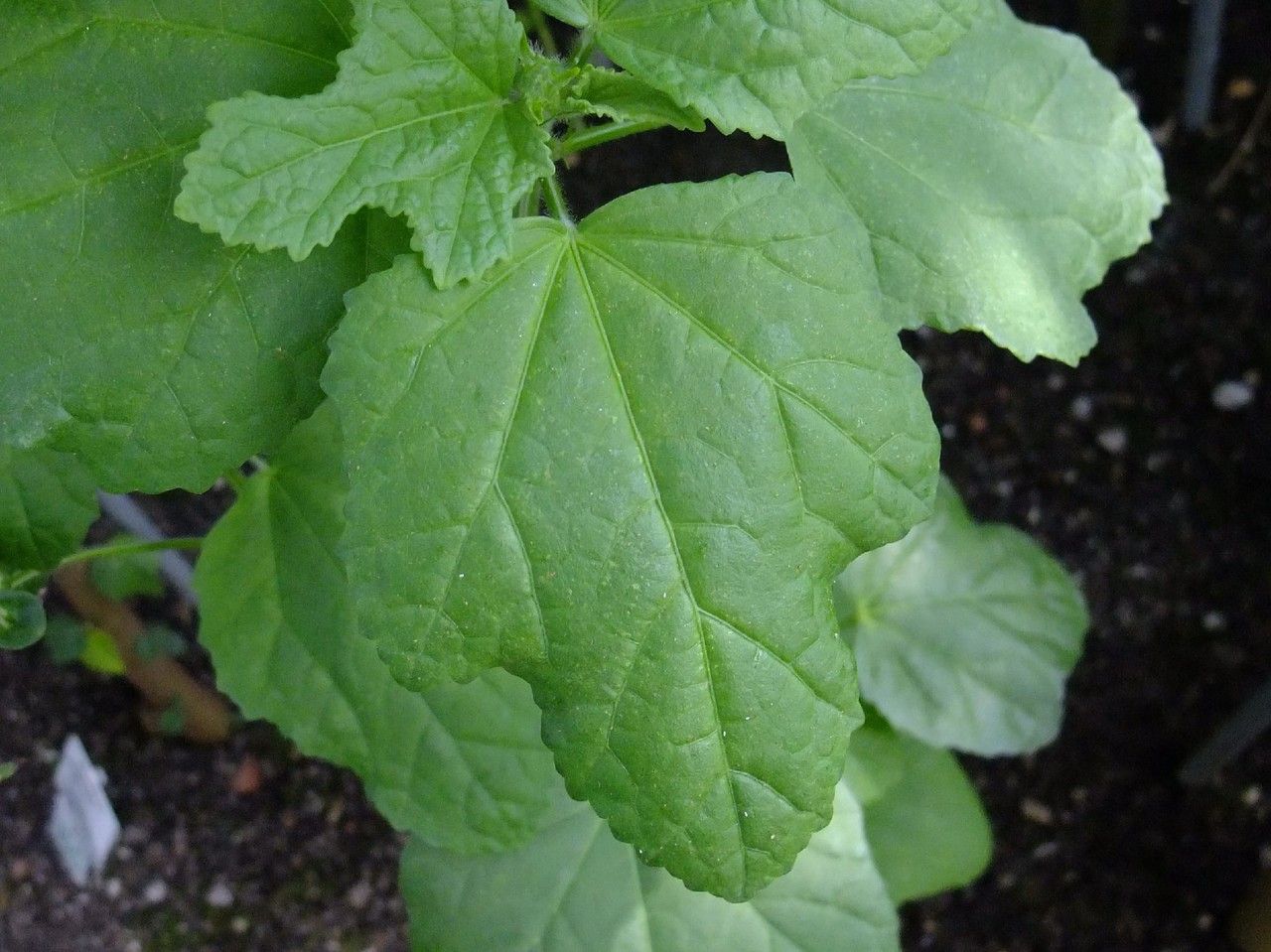 Malachra capitata leaf