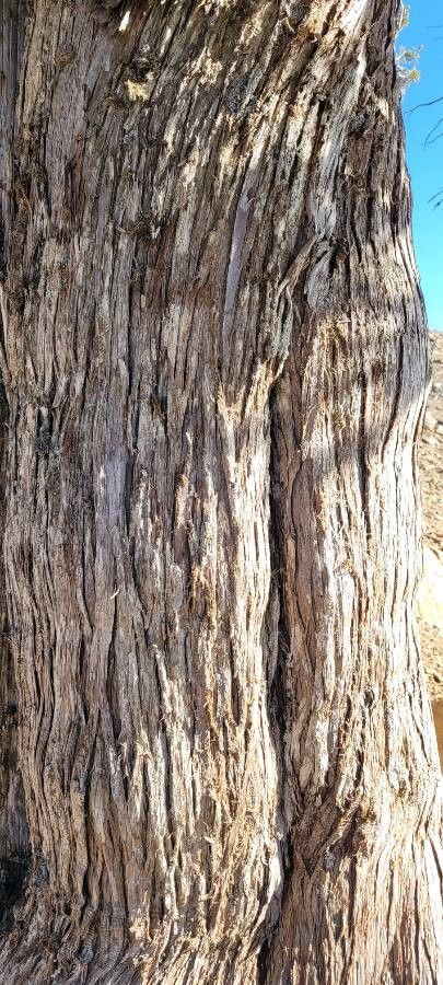 Juniperus foetidissima bark