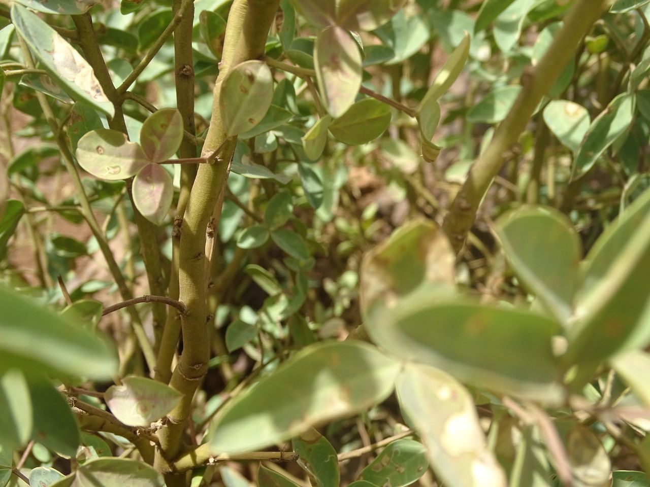 Adenocarpus cincinnatus bark
