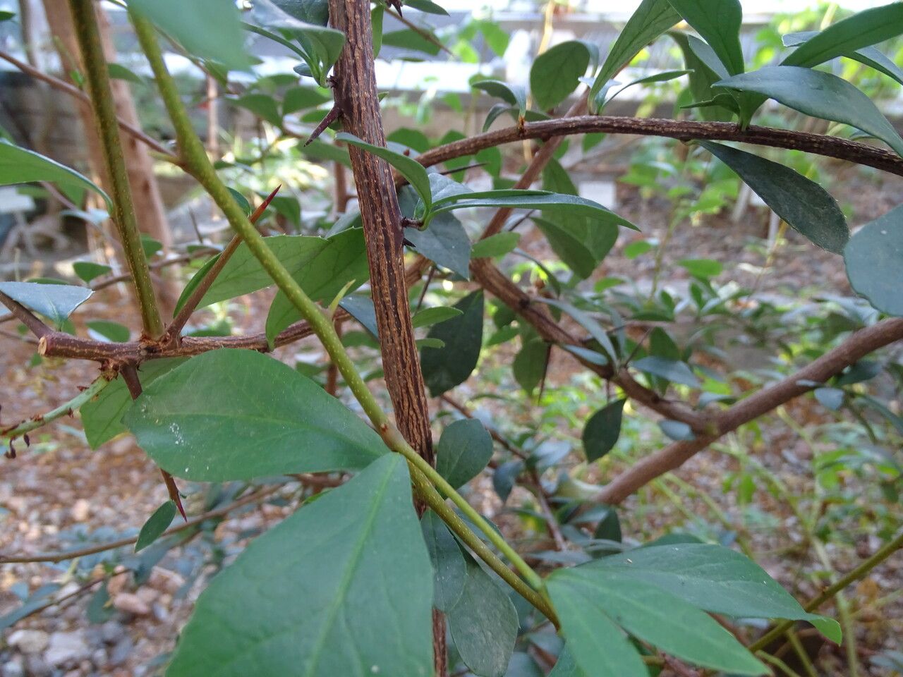 Putterlickia verrucosa bark