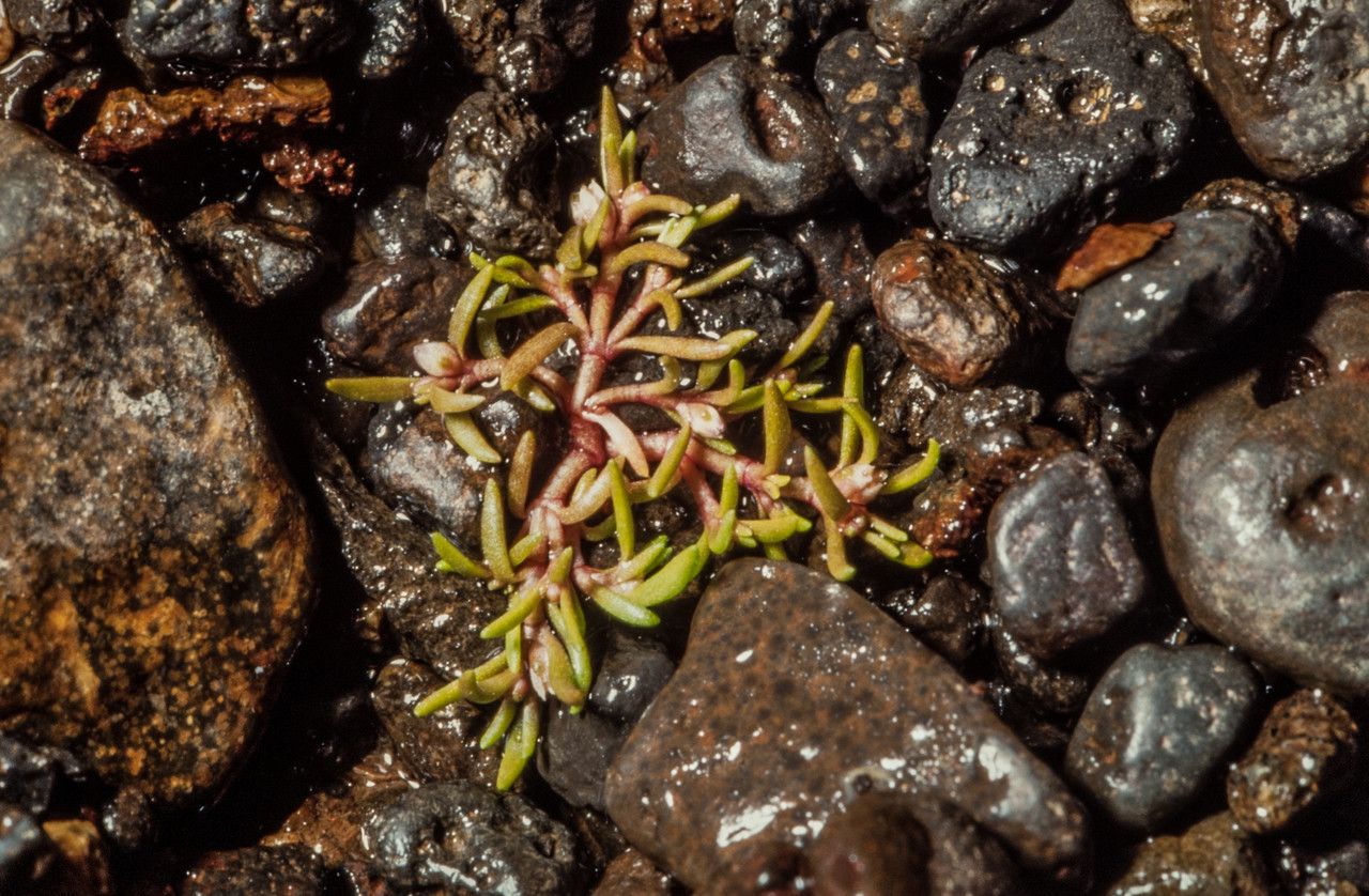 Crassula aquatica habit