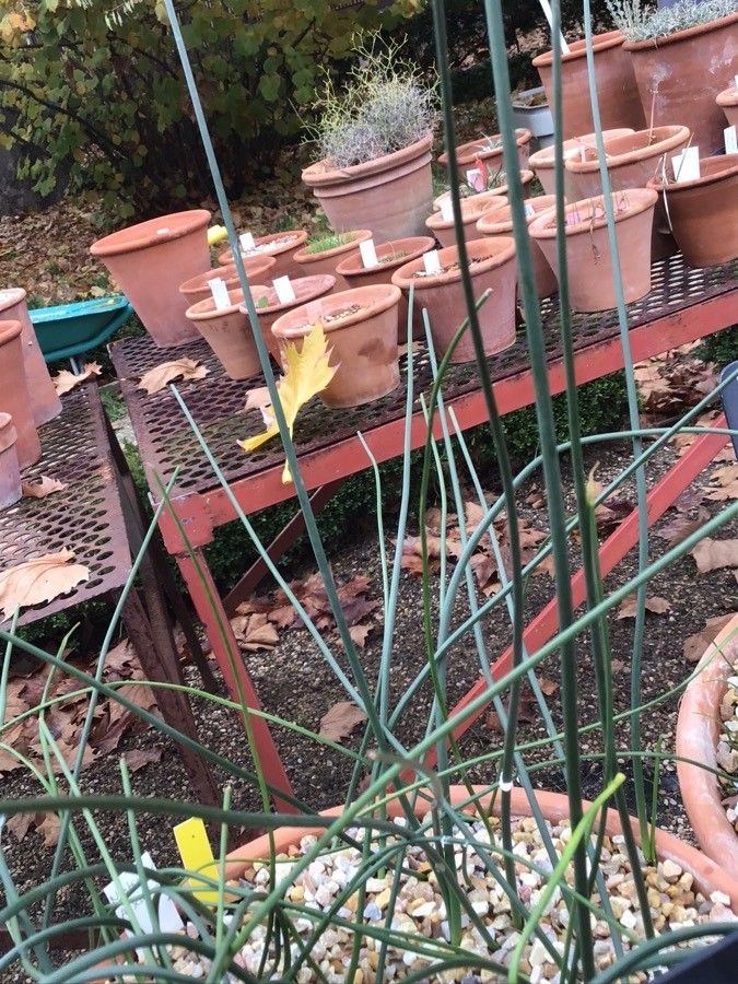 Narcissus obsoletus — search result for 'Narcissus'