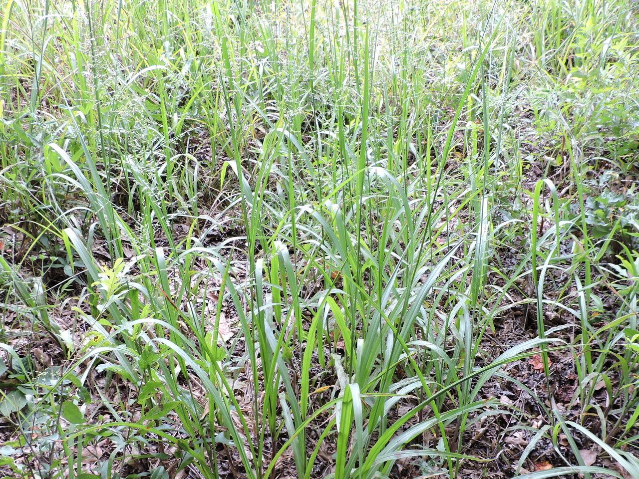 Coleataenia anceps habit