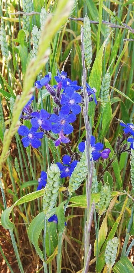 Anchusa azurea flower