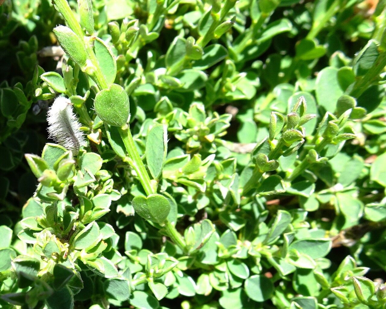 Genista pilosa leaf
