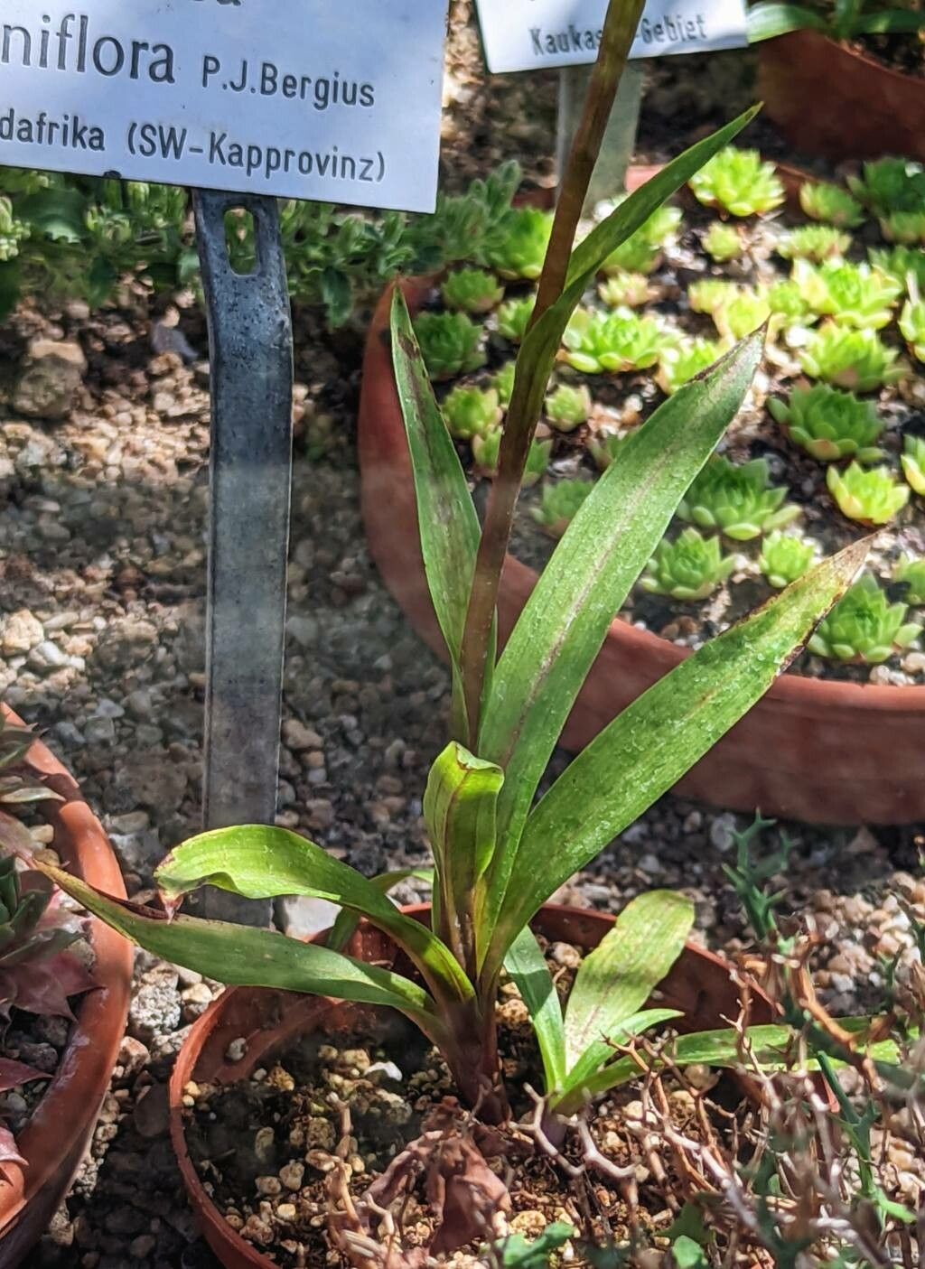 Disa uniflora — search result for 'Orchidaceae'