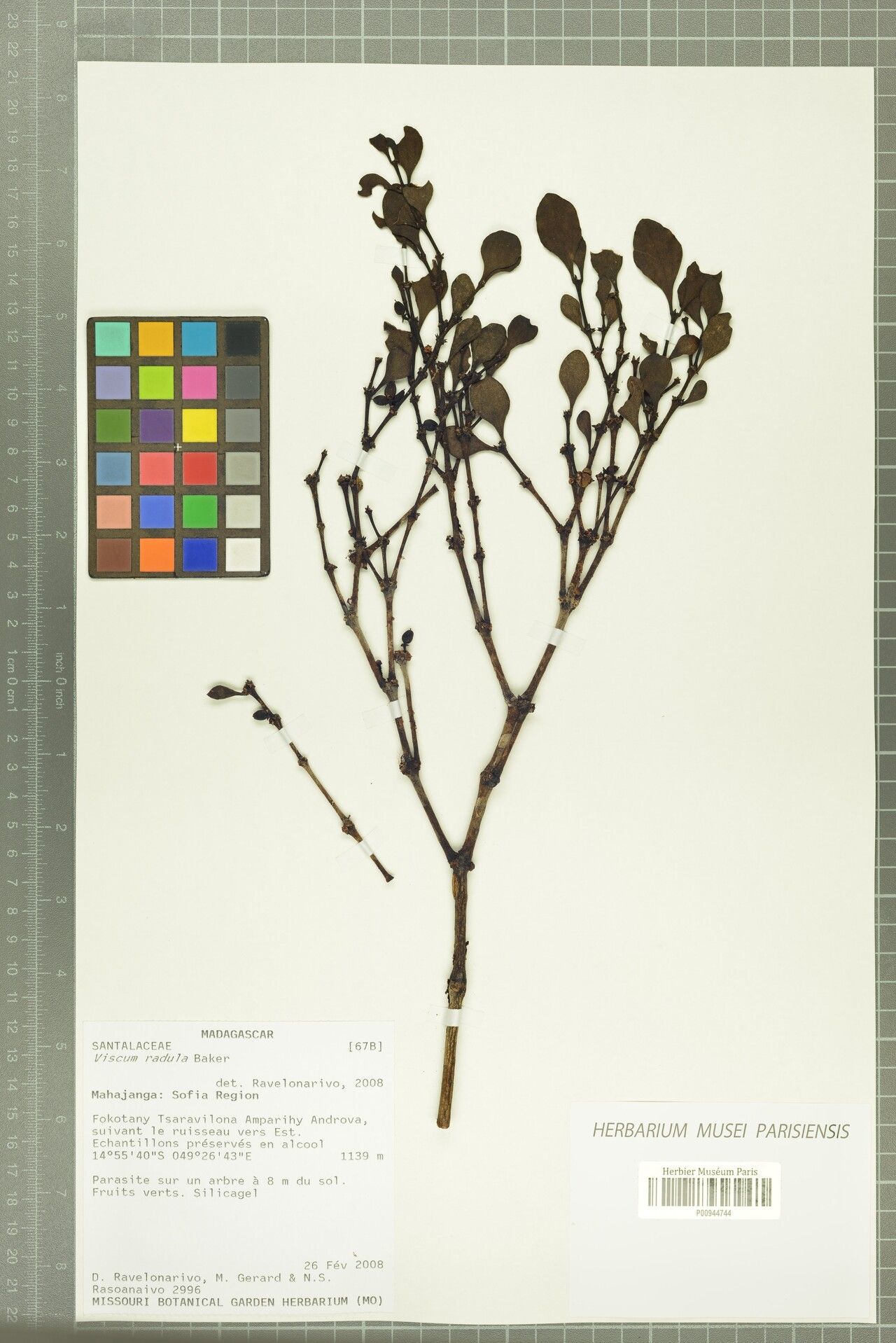 Viscum radula — houseplant care guide