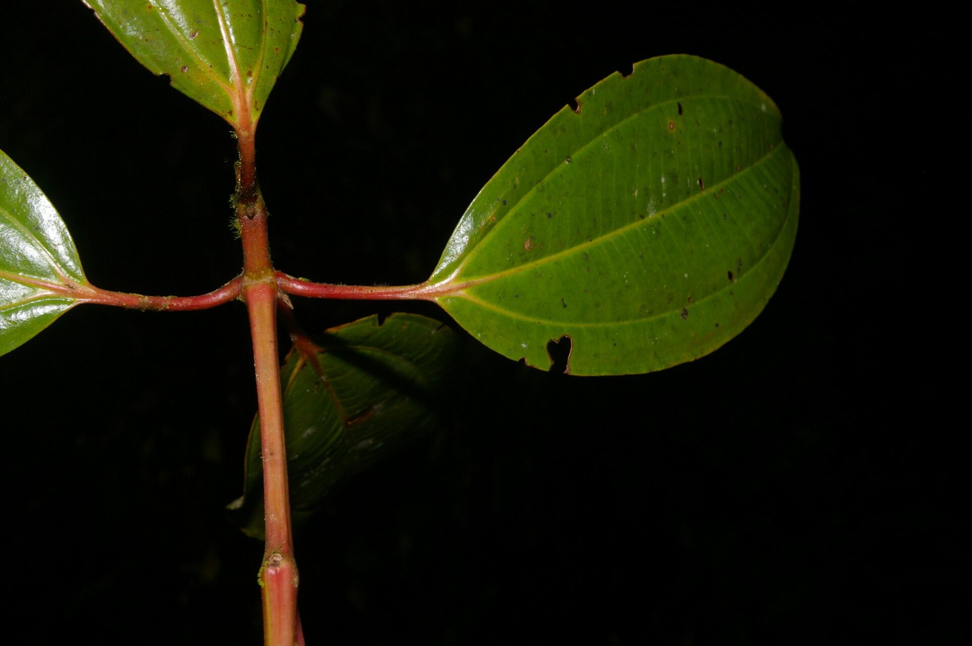 Miconia rhodopetala fruit