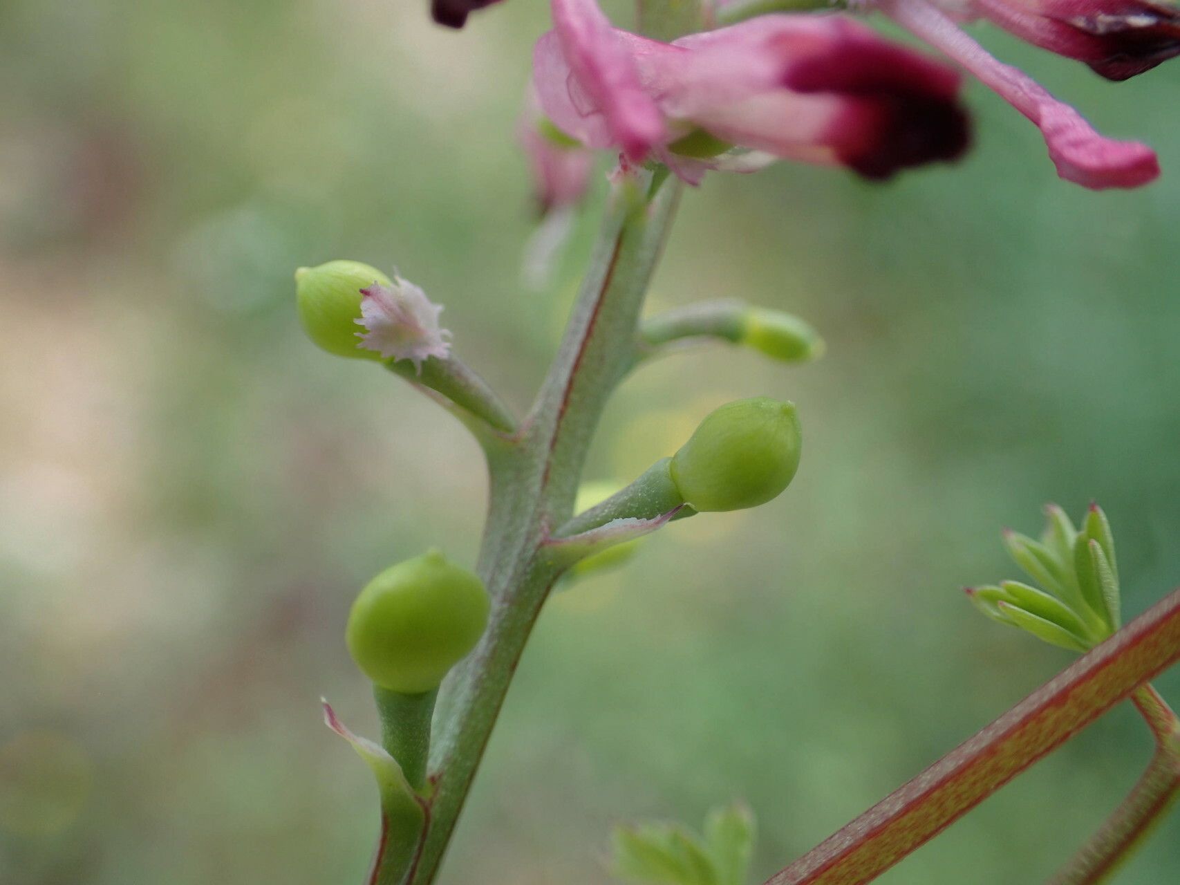 Fumaria gaillardotii fruit