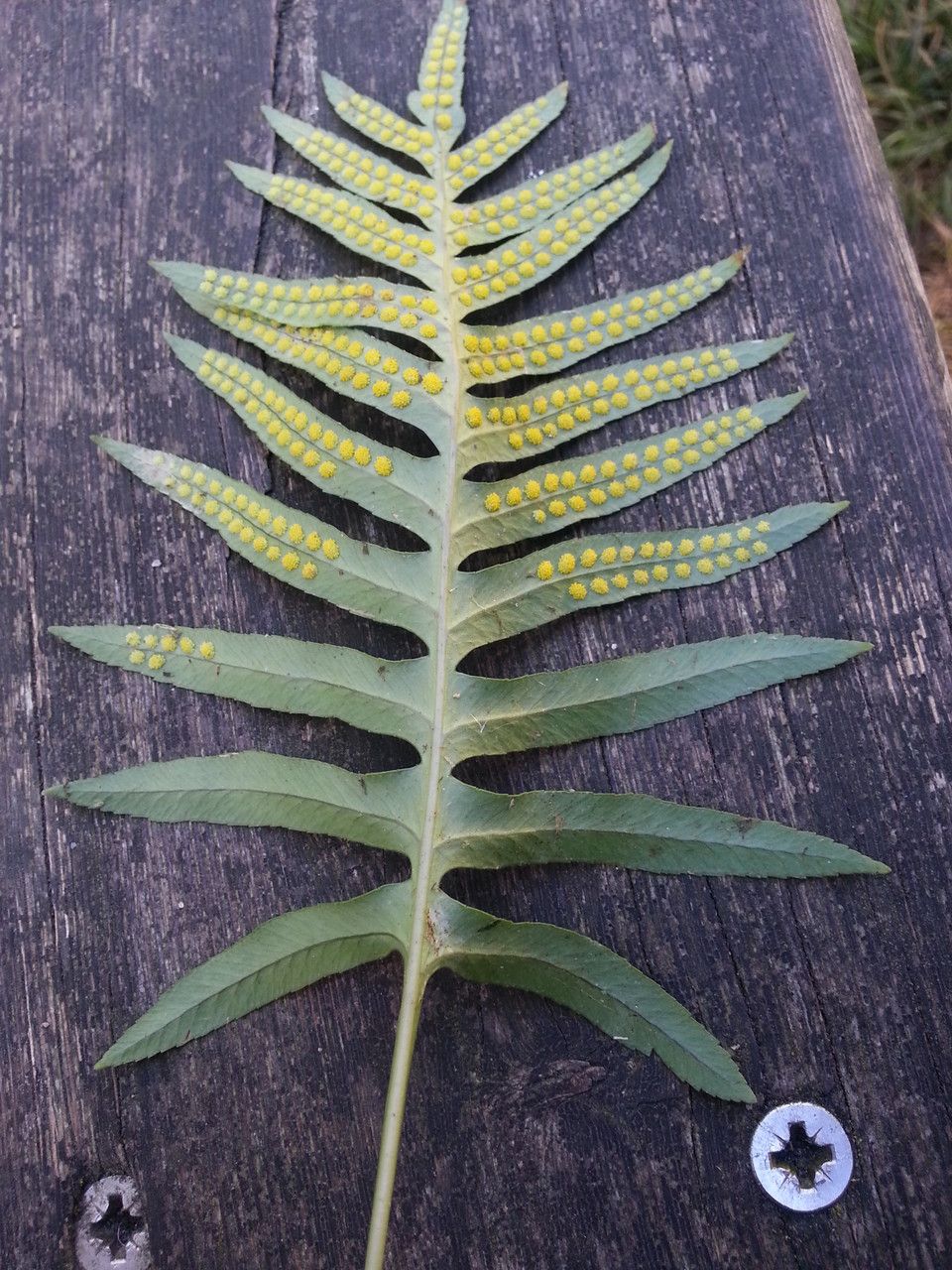 Polypodium cambricum flower