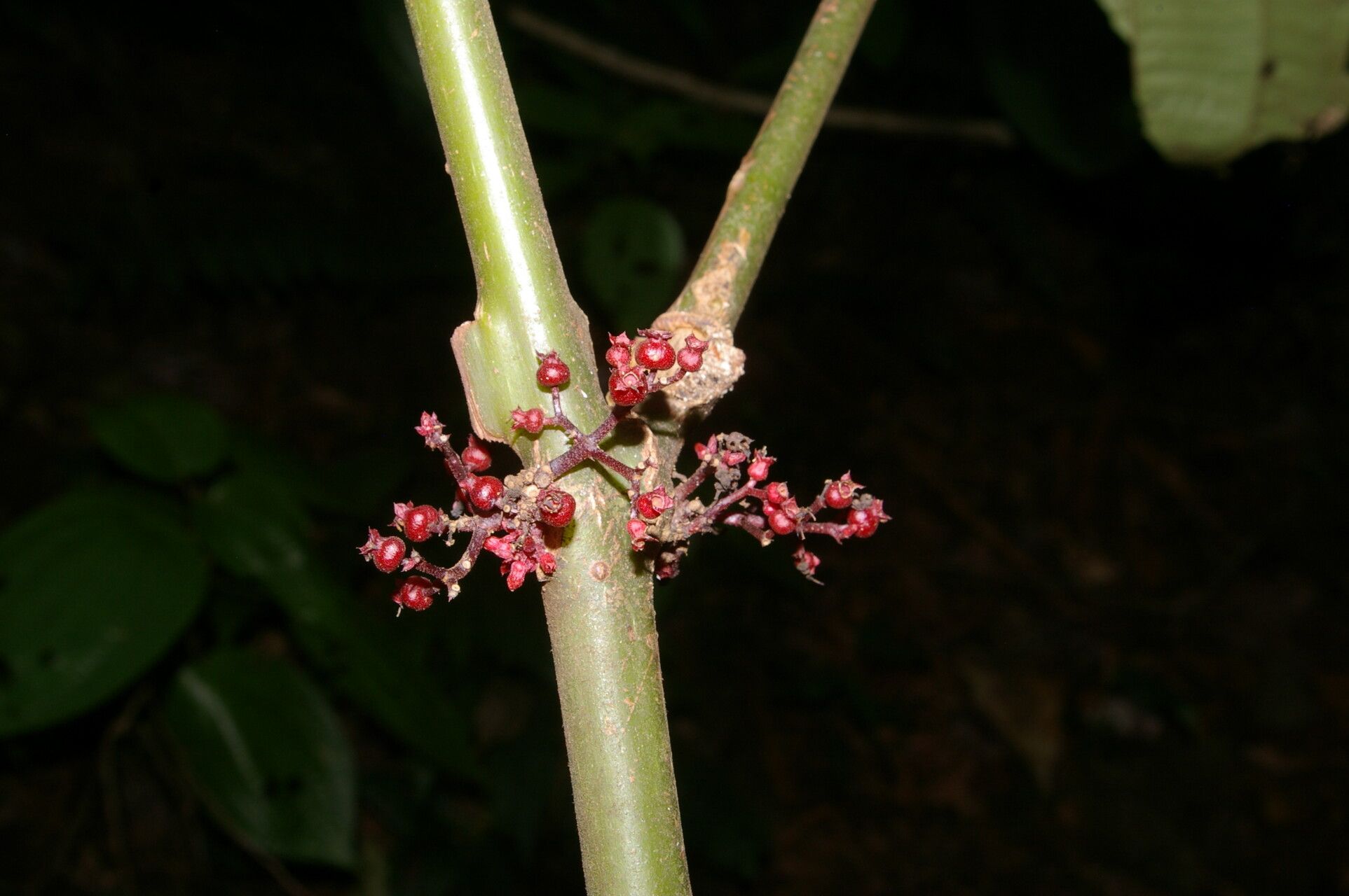 Clidemia discolor flower