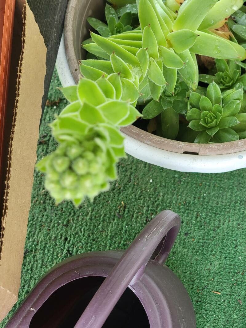 Aeonium tabuliforme — search result for 'Canary Islands'