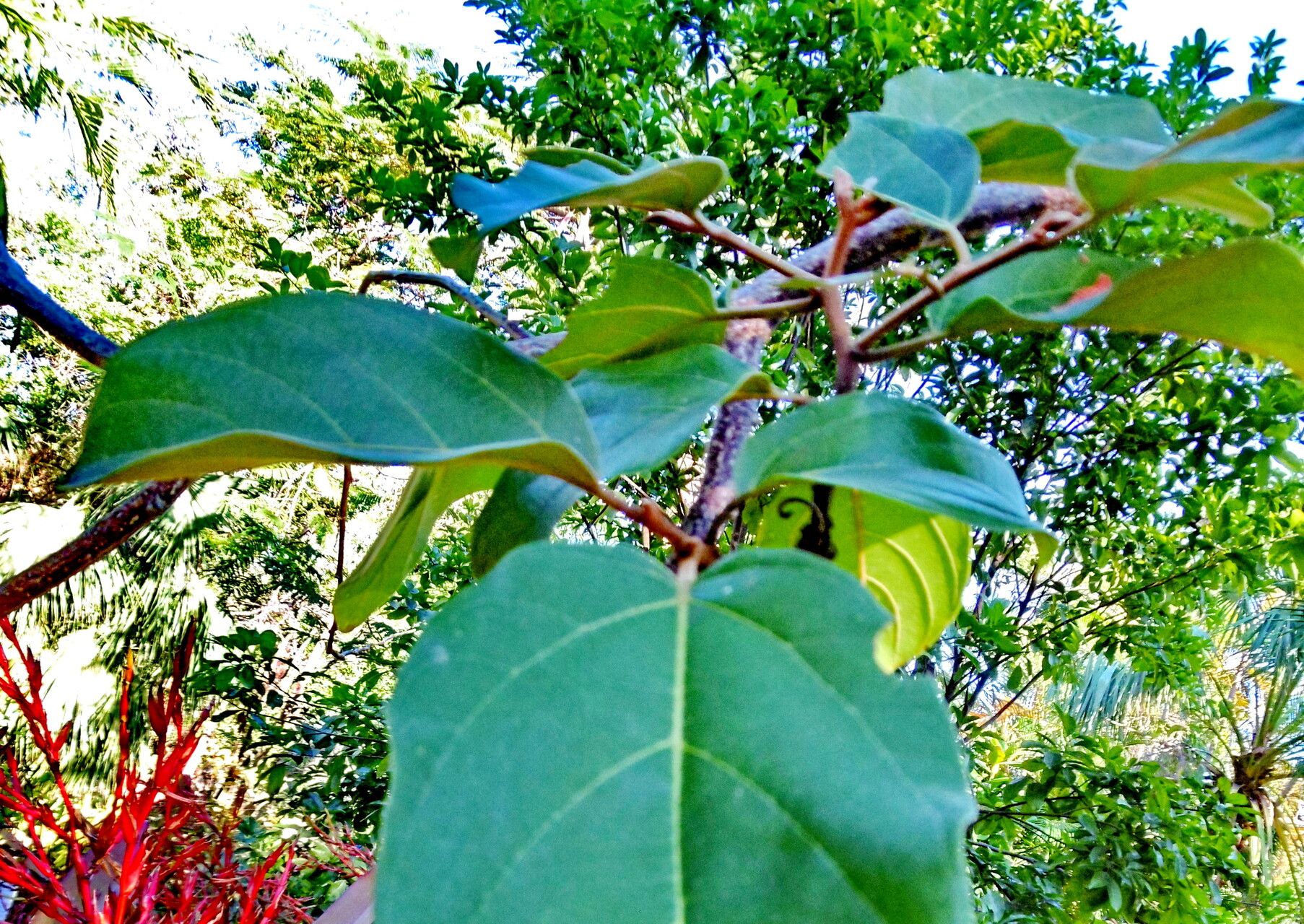 Colubrina arborescens — related species from the same genus