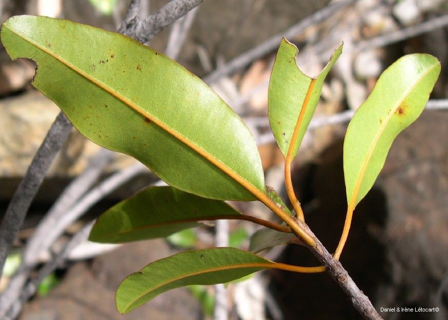 Myricanthe discolor — houseplant care guide