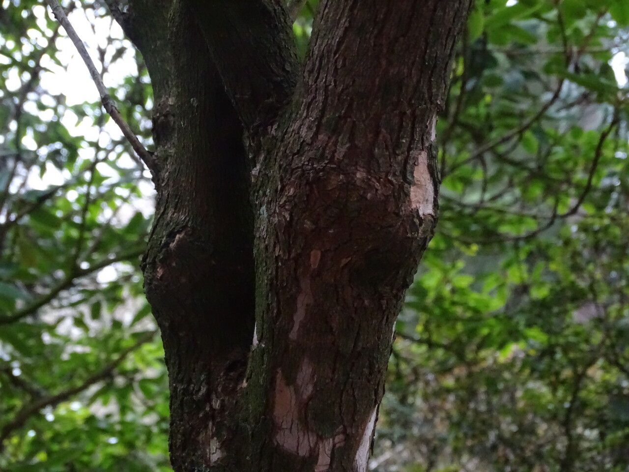 Rhododendron thomsonii bark