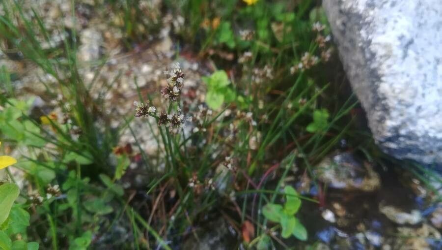 Juncus requienii — houseplant care guide