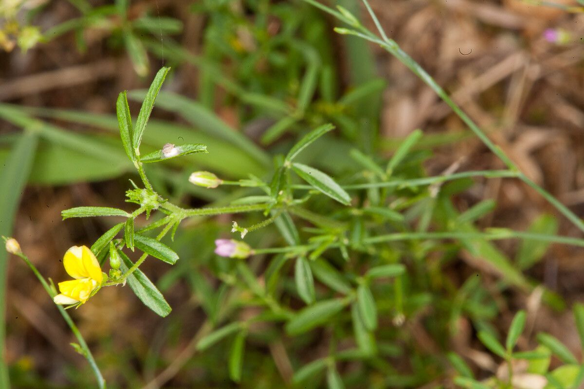 Chaenorhinum minus flower