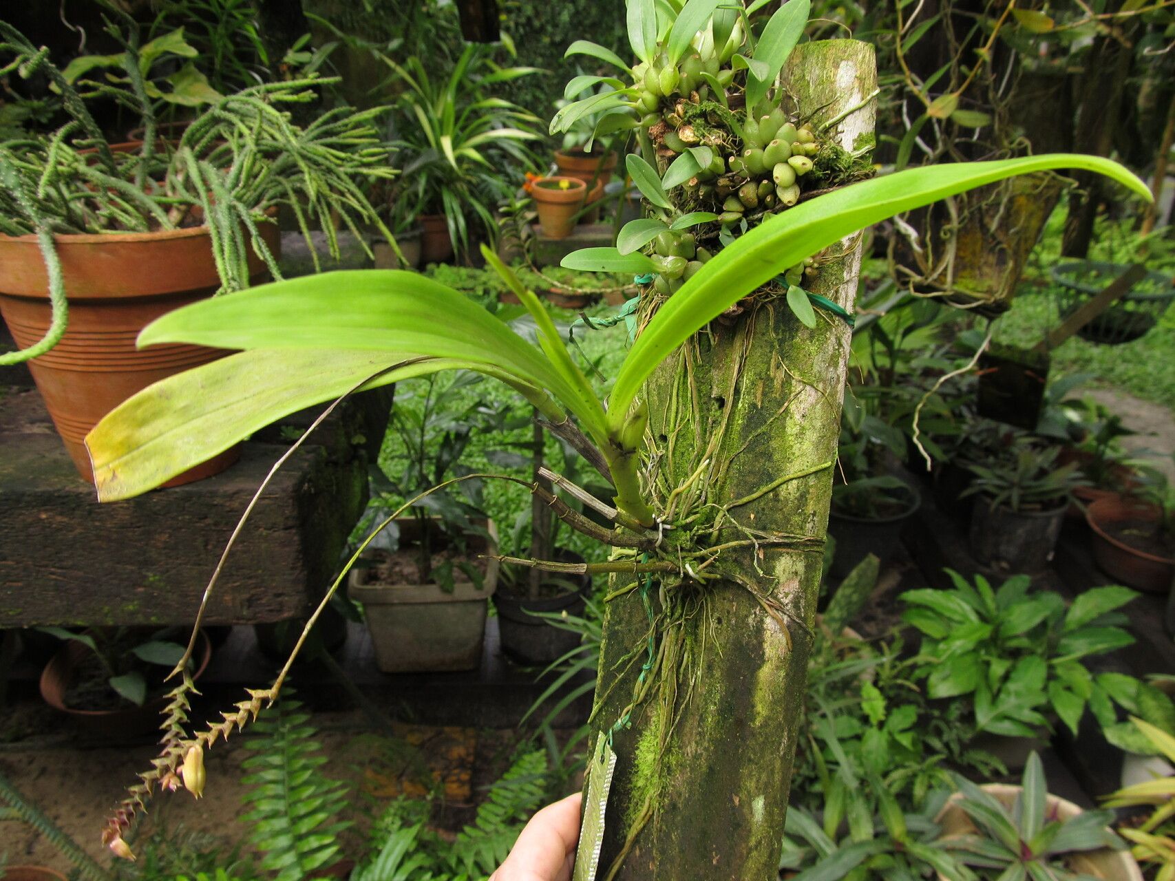 Polystachya riomuniensis habit