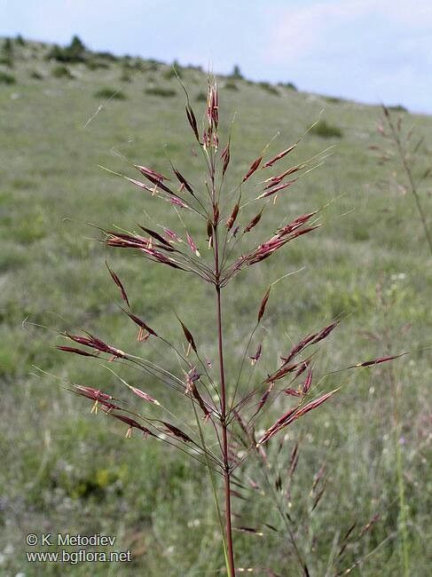 Chrysopogon gryllus flower