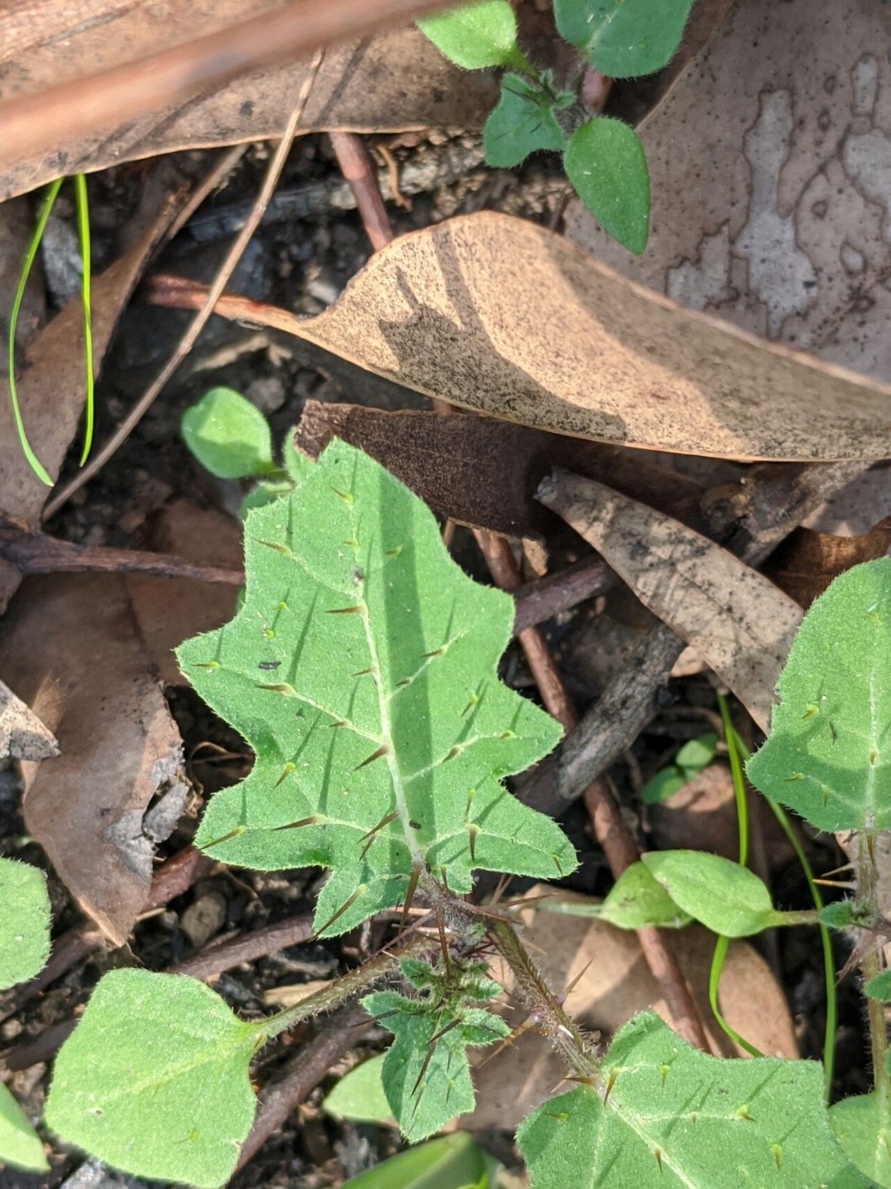 Solanum pungetium leaf