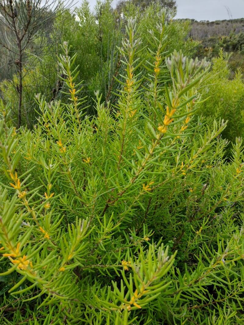 Persoonia mollis habit