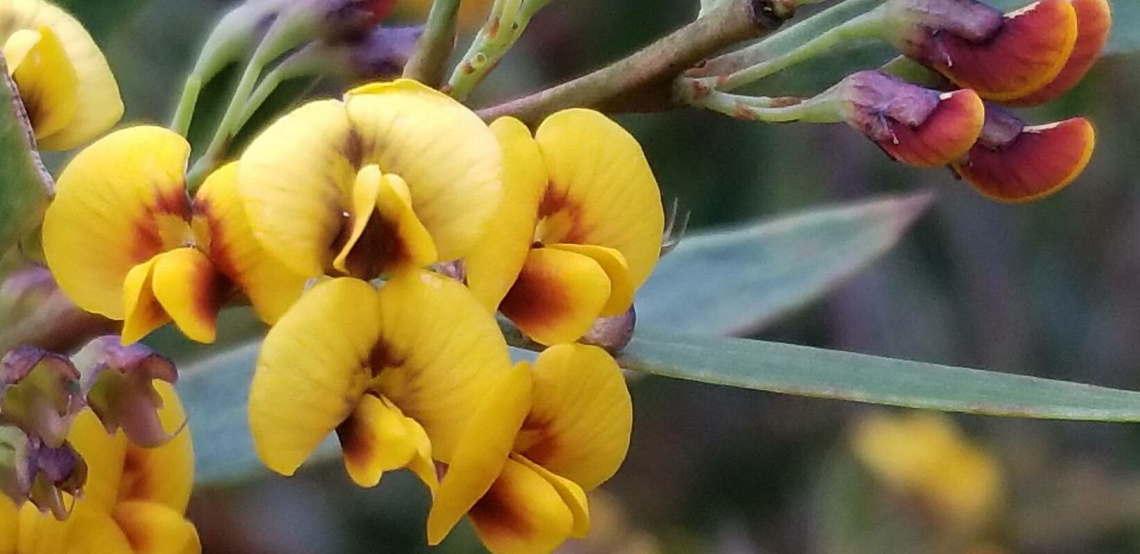 Daviesia latifolia flower