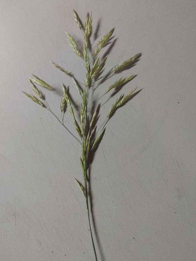 Bromus arvensis fruit