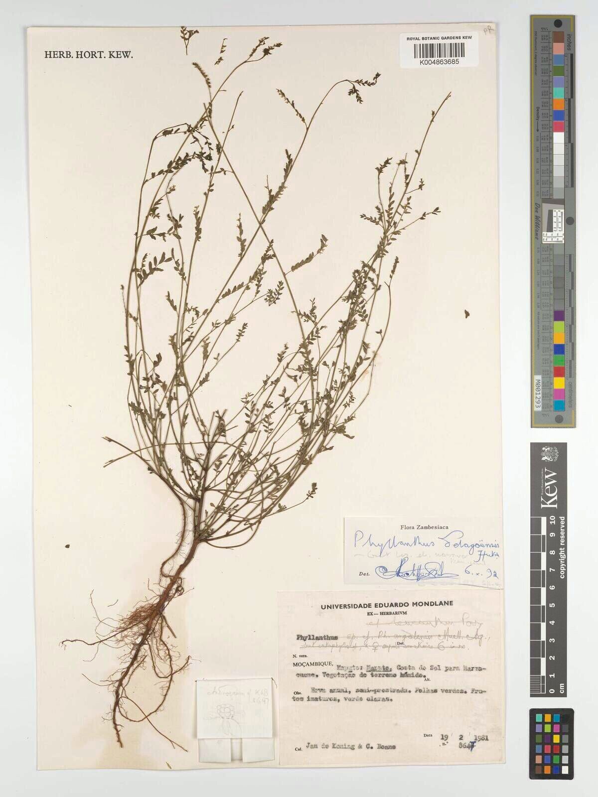 Phyllanthus delagoensis — houseplant care guide