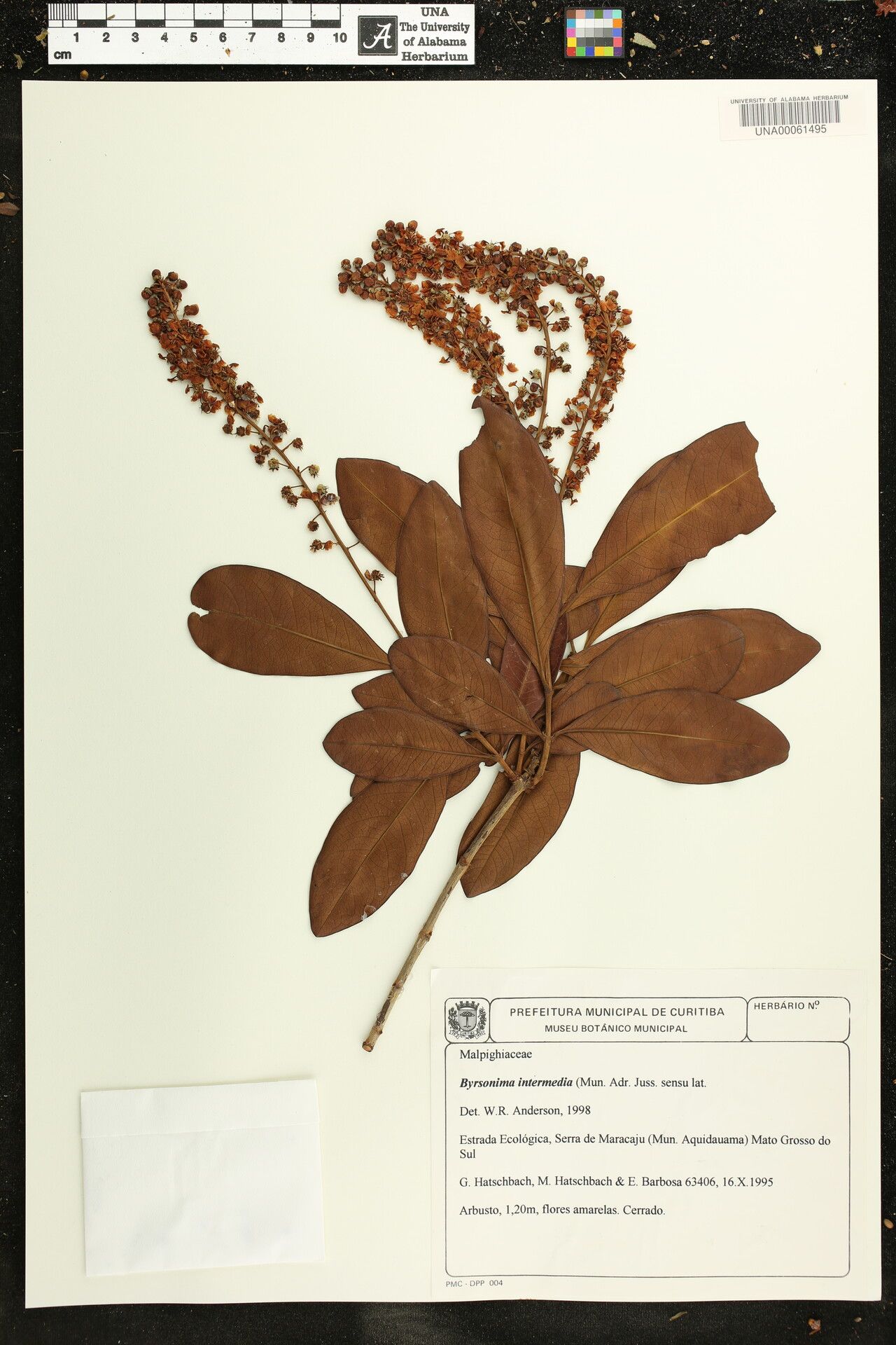 Byrsonima intermedia other