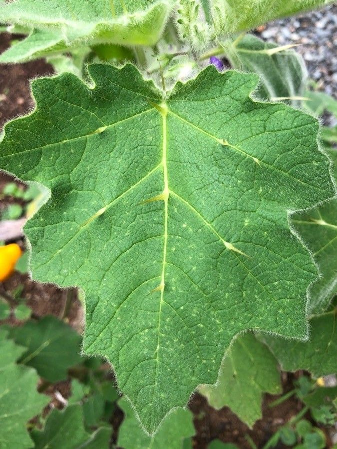Solanum mammosum — search result for 'Solanaceae'