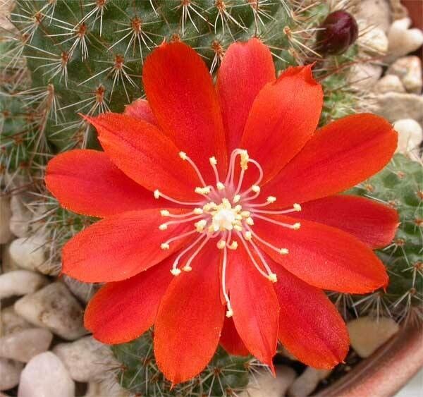 Aylostera deminuta flower
