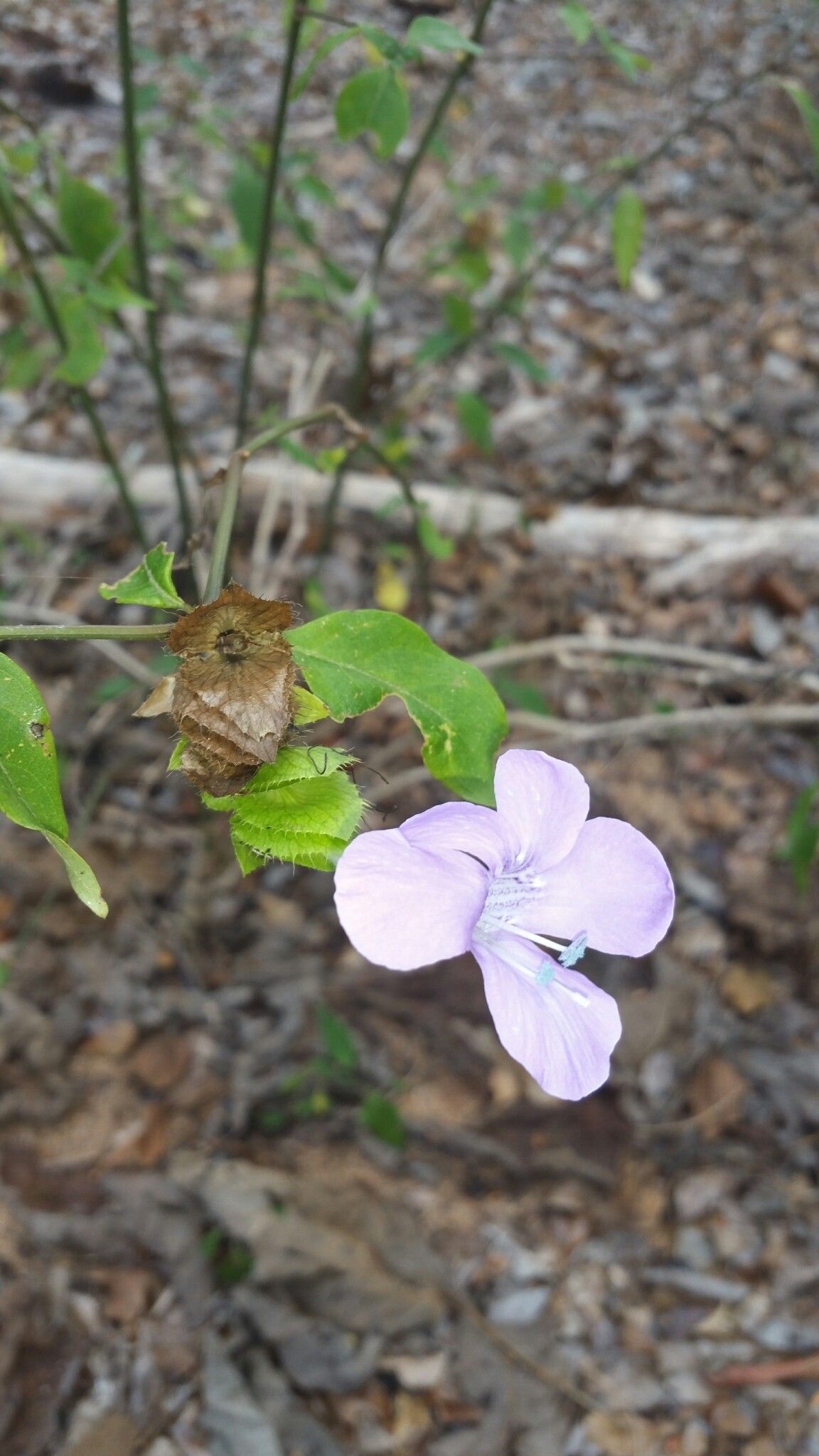 Barleria kitchingii flower